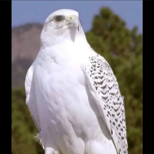 creator God's Cherubim's avatar