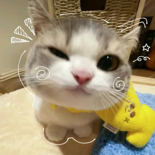 creator 🪷𝐢𝐭'𝐬 𝐦𝐞 Aster!🪿's avatar