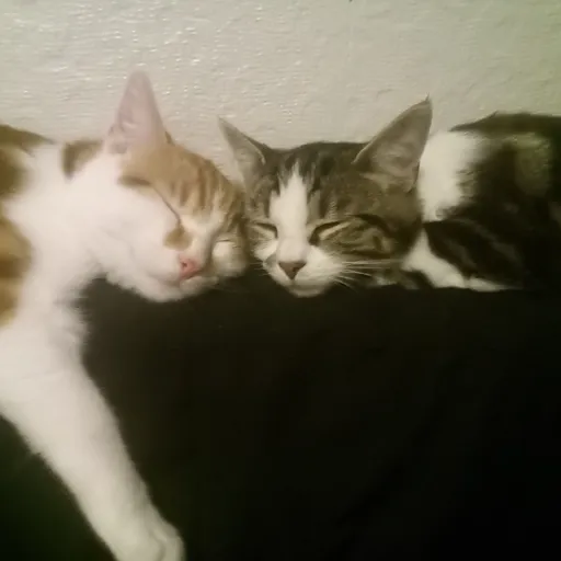 creator miaaaaaaaaaaaaaou1's avatar