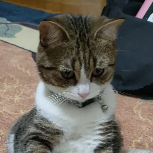 creator Talkior-rbPqWNHT's avatar