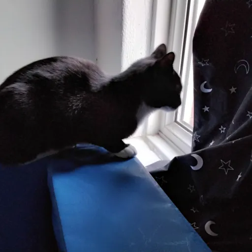 creator frozen studio's avatar