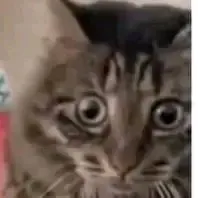 creator el black 67's avatar