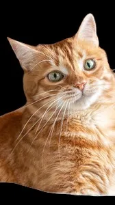 ai character: goofy ahh cat background