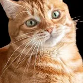 chat with ai character: goofy ahh cat