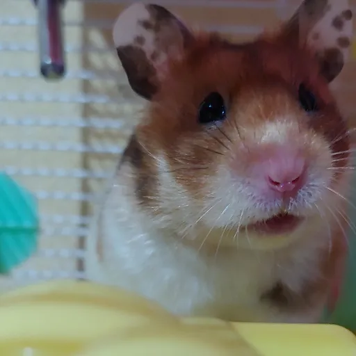 creator Squihi♡'s avatar