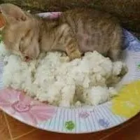 creator Alguienenestaapp56's avatar