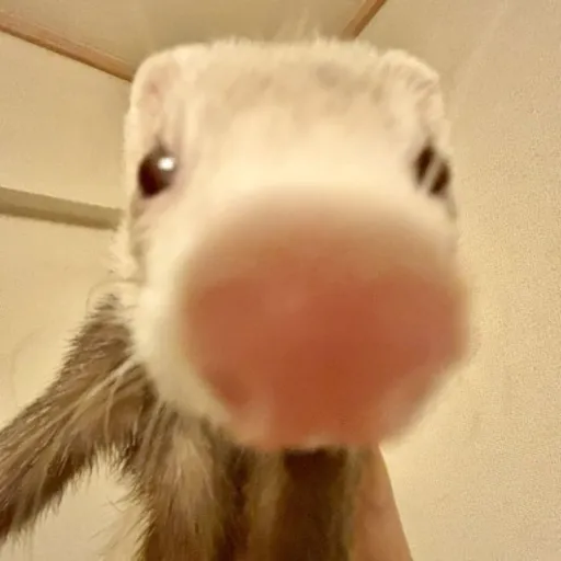 creator Sniff Sniff Bitch's avatar