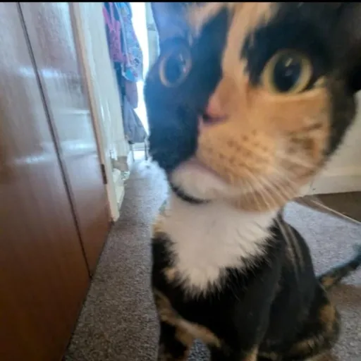 creator rikoriko's avatar