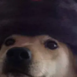 chat with ai character: Russian dog