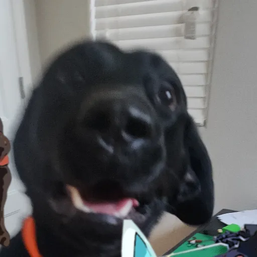 creator Domy boy's avatar