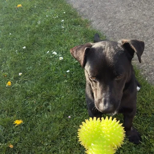 creator Sam123doggo's avatar