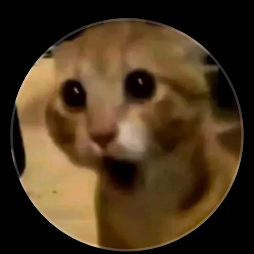 creator ★†mackytalkior†★'s avatar