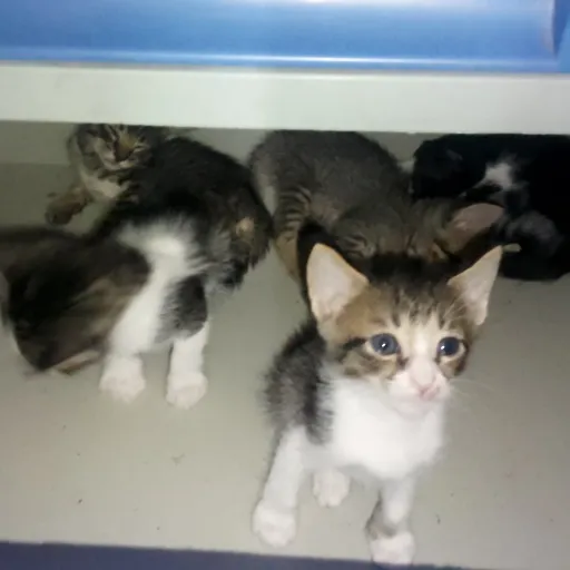 creator Talkior-SLAY's avatar