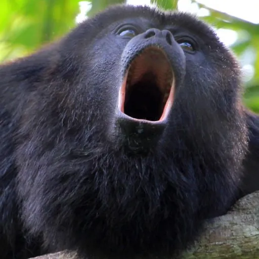 creator Oh hi there! : )'s avatar