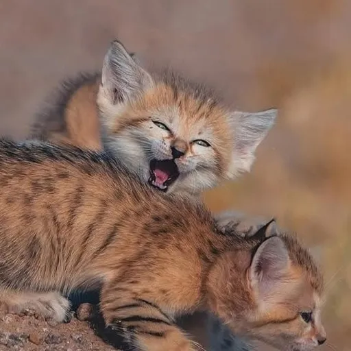 creator johnpork123's avatar