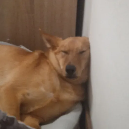 creator CutieDog1111's avatar