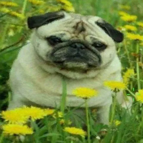 creator mejor cagada's avatar