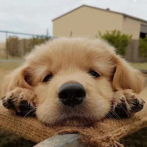 creator <ChuckChuckerson>'s avatar