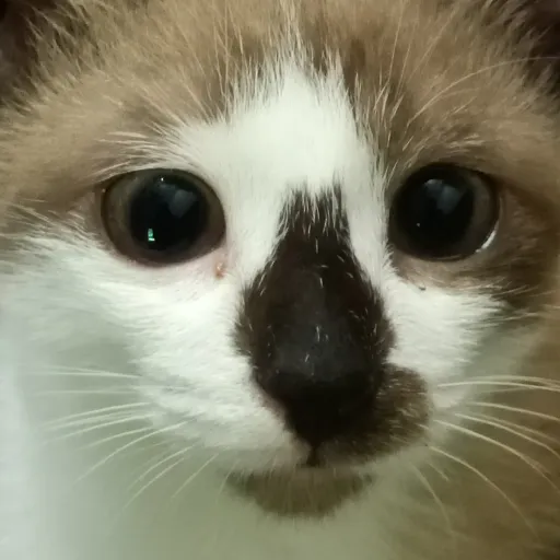 creator pppppppppppppppp16's avatar