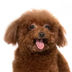 creator BoboChimpBob0's avatar