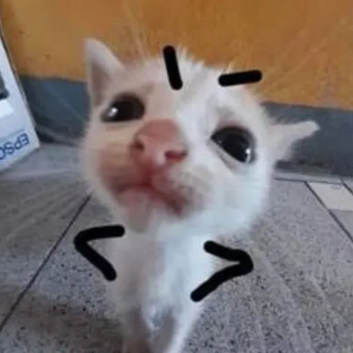 creator gato maligno's avatar