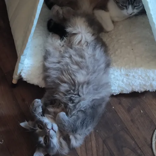 creator Söngbird .'s avatar