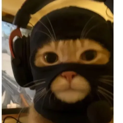 creator YN Kitty's avatar