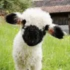 creator Baaaaaaaa's avatar