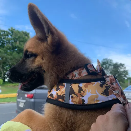 creator ᴸᵃ ᶜᵒᶜᵃᶜᵒˡᵃ🤑's avatar