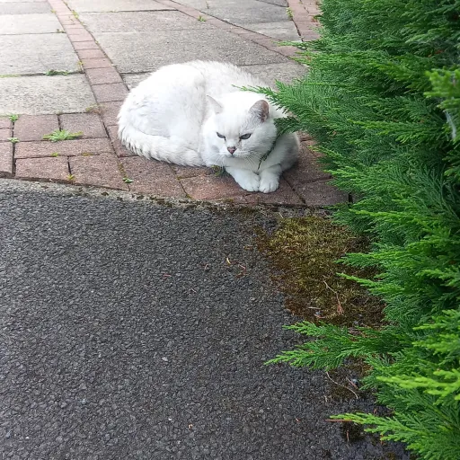 creator WØLFIE LOVE's avatar