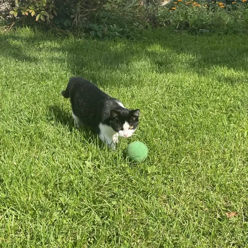 creator ☆kitty༺Cat☆'s avatar