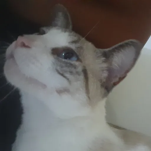 creator ☆bryan☆'s avatar