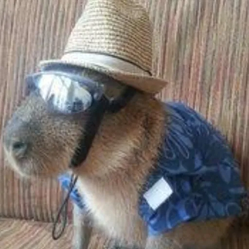 creator papovaro👊😎's avatar