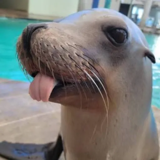 creator ECATT's avatar