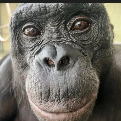 creator JeK.2.0's avatar