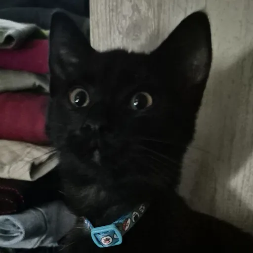 creator luna nightscroll's avatar