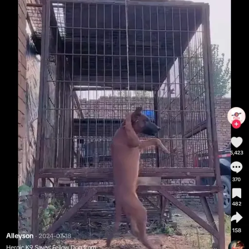 creator sexy monkey 8794's avatar