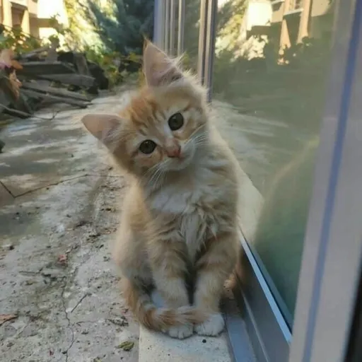 creator askis's avatar