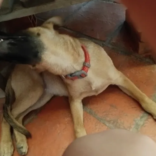 creator hollow fan's avatar