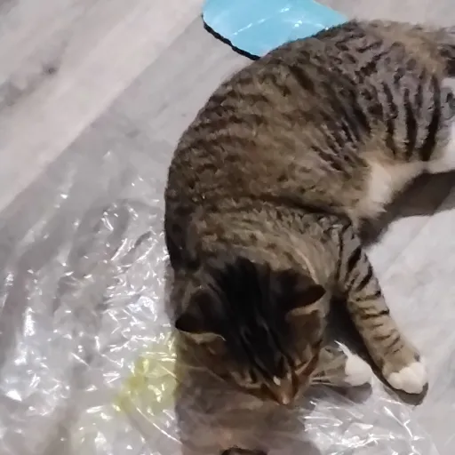 creator catlover_girl's avatar