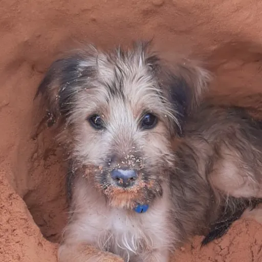 creator Swedish Americano's avatar