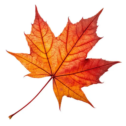 creator [Mapple Cast] ✓'s avatar