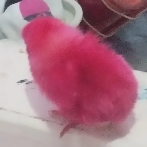 creator •~The Princess~•'s avatar