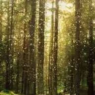 chat with ai character: Fluffa forest