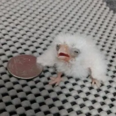 creator ✨️🐦I'm A Bird🐦✨️'s avatar