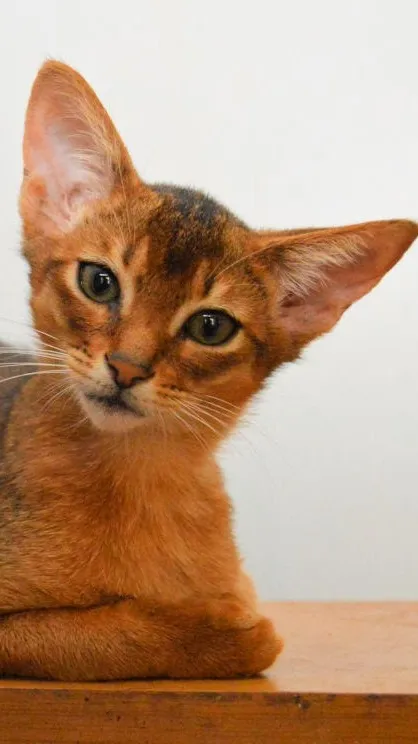 ai character: Iris (therian) background