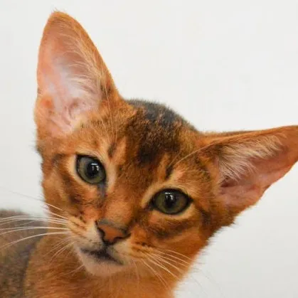 chat with ai character: Iris (therian)