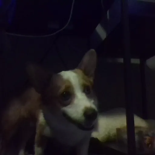 creator guiney123's avatar