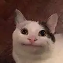 chat with ai character: BELUGA CAT GTA5PRO