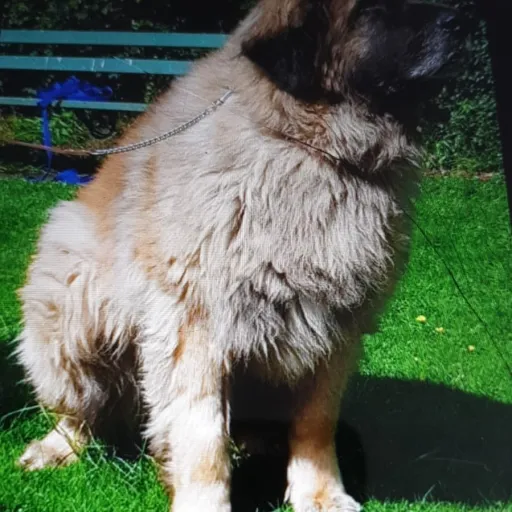 creator zxk or olive's avatar